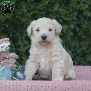 Reeses, West Highland Terrier Puppy